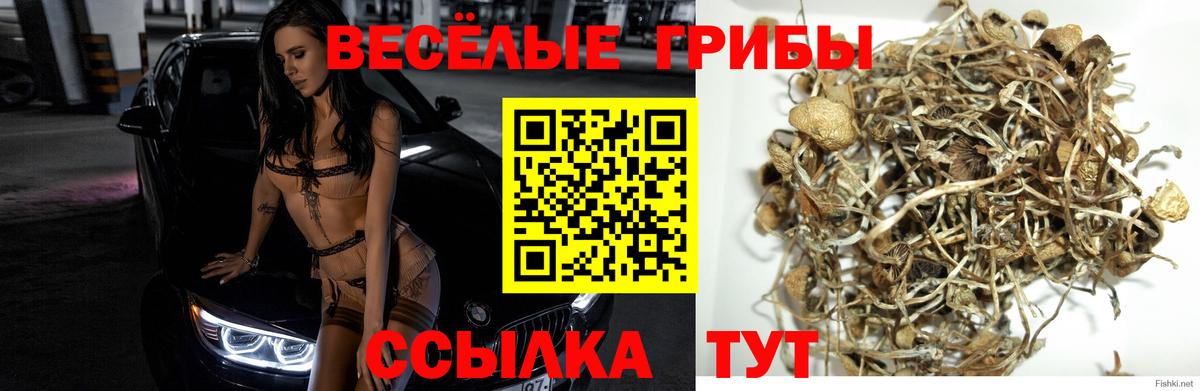 Псилоцибиновые грибы Cubensis Омск